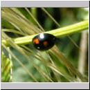 Exochomus quadripustulatus - Vierfleckiger Kugelmarienkaefer 05.jpg